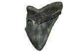 Bargain, Fossil Megalodon Tooth - South Carolina #374089-1